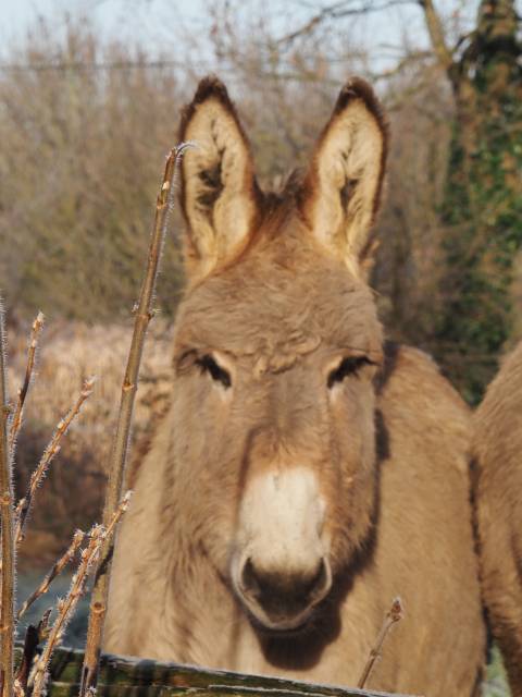 Asno Cotentin In vendita 2024 Grigio