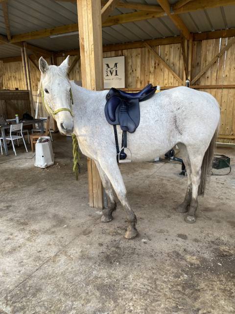 Sella da endurance Gaston Mercier  17" - 2016