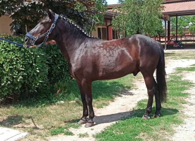 Doppio pony per conseguimento brevetto