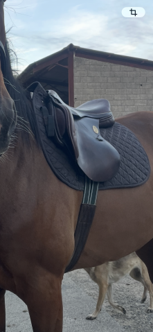 Sella da salto ostacoli Mondange  17.5" - 2015