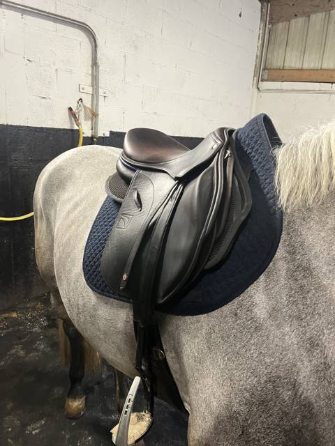 Sella da salto ostacoli Childeric  17.5" - 2025