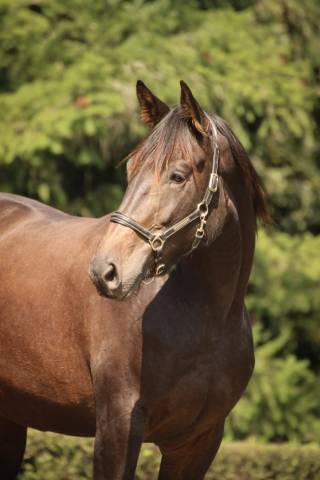 Cavalla Sella Francese In vendita 2021 Baio scuro ,  EROS DE CARVILLE