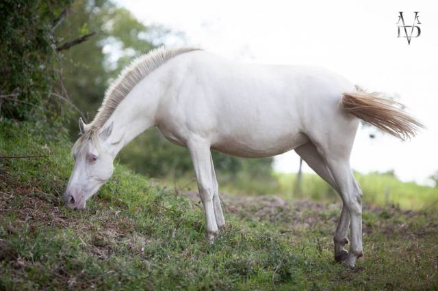 Puledra PRE Andaluso In vendita 2024 Crema ,  INSUENO