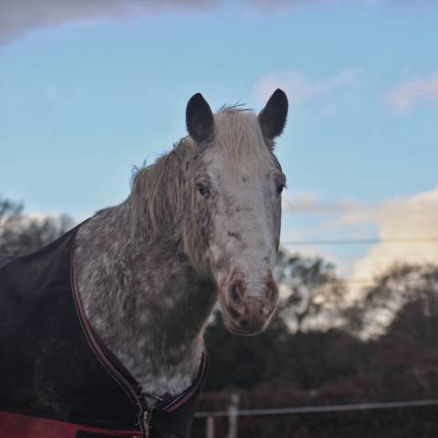 Castrone Origine non conosciuta  Mezza-Pensione 2010 Aub&egrave;re