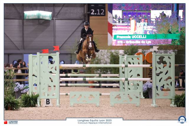 Castrone Sella Francese In vendita 2016 Sauro ,  EPSOM GESMERAY