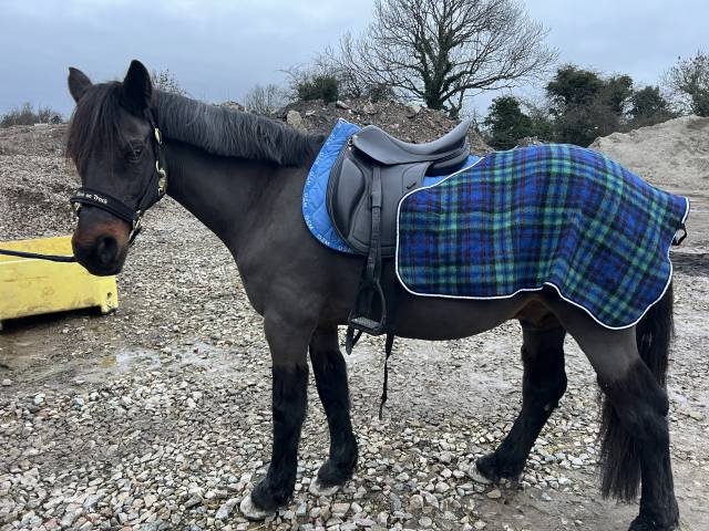 Sella da dressage Forestier  16.5" - 2012