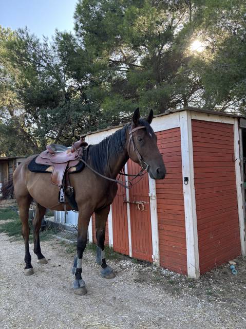 Sella western  Crates  17" - 2015