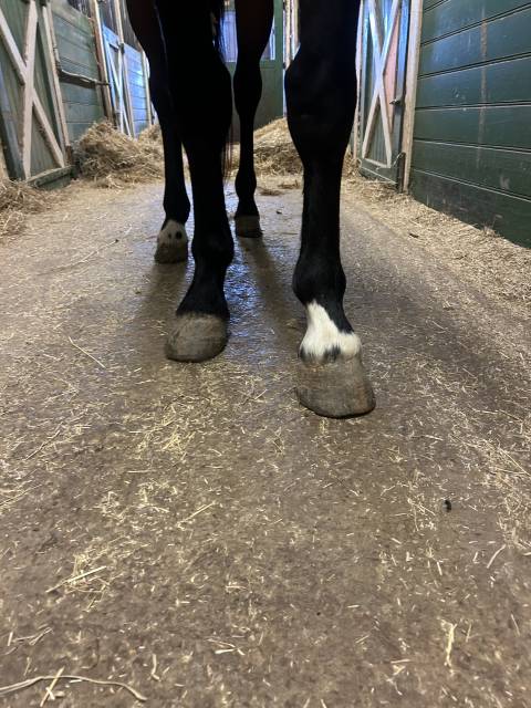 Castrone Origine non conosciuta  In vendita 2022 Baio