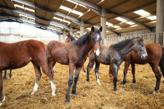 Puledro Origine non conosciuta  In vendita 2025 Baio