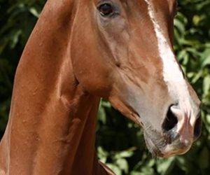 Castrone CDE Caballo Deporte Espanol In vendita 2016 Sauro