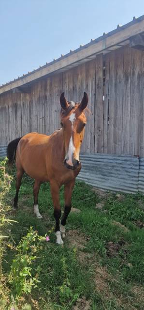 Cavalla Sella Francese In vendita 2023 Baio