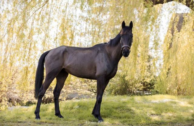 Castrone Purosangue In vendita 2022 Baio