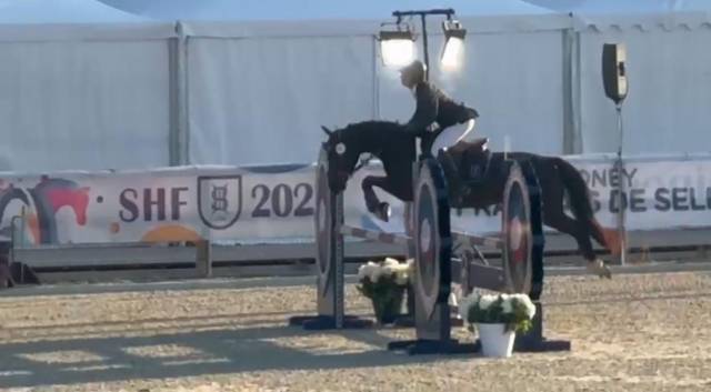 Cavalla Origine non conosciuta  In vendita 2020 Nero