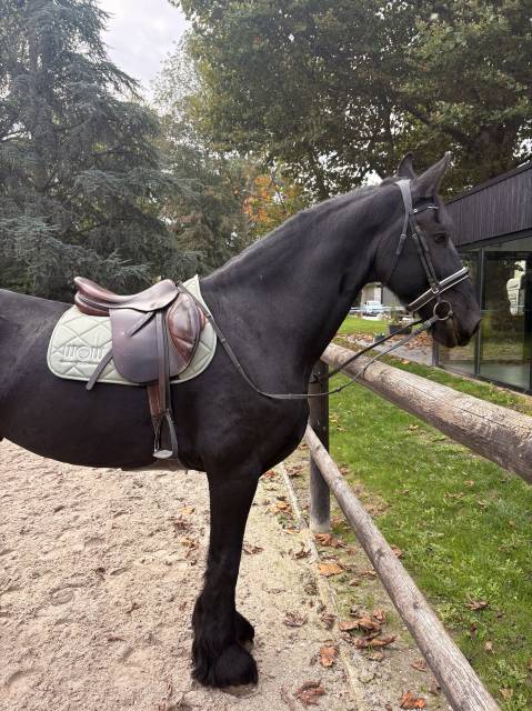 Sella mista Delgrange Bruno delgrange  18" - 2006