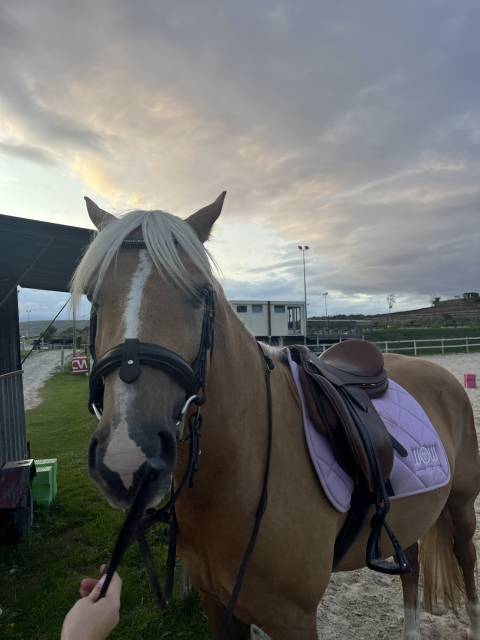 Sella mista Eric Thomas  16.5" - 2015