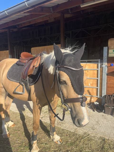 Sella mista Eric Thomas  16.5" - 2015