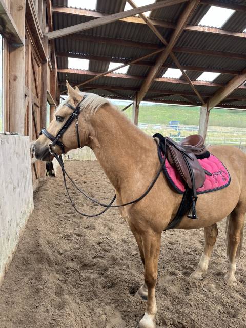 Sella mista Eric Thomas  16.5" - 2015