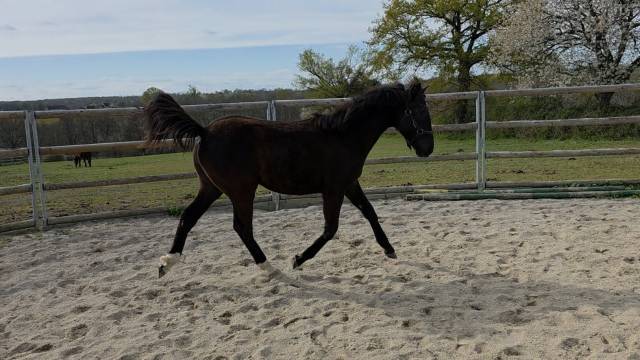 Puledra Origine non conosciuta  In vendita 2025 Baio