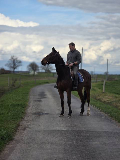 Cavalla Sella Francese In vendita 2008 Baio