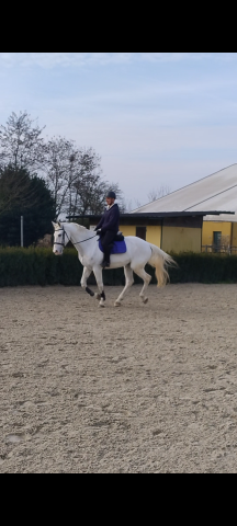 Diadem cavallo salto ostacoli 