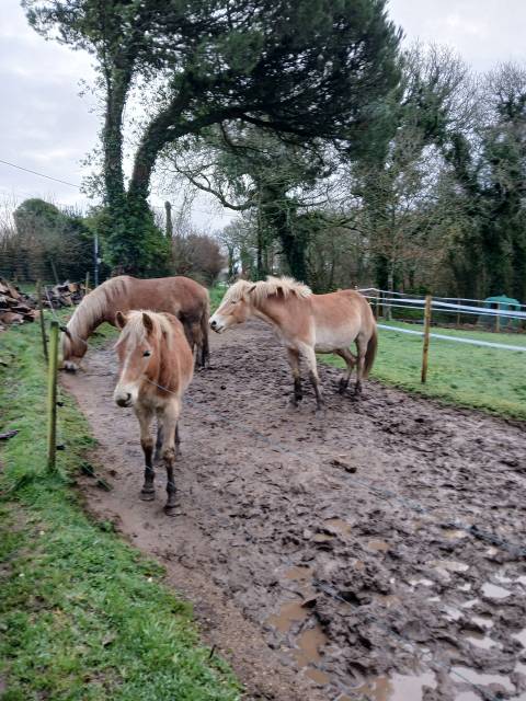 Puledro Haflinger In vendita 2025 Sauro