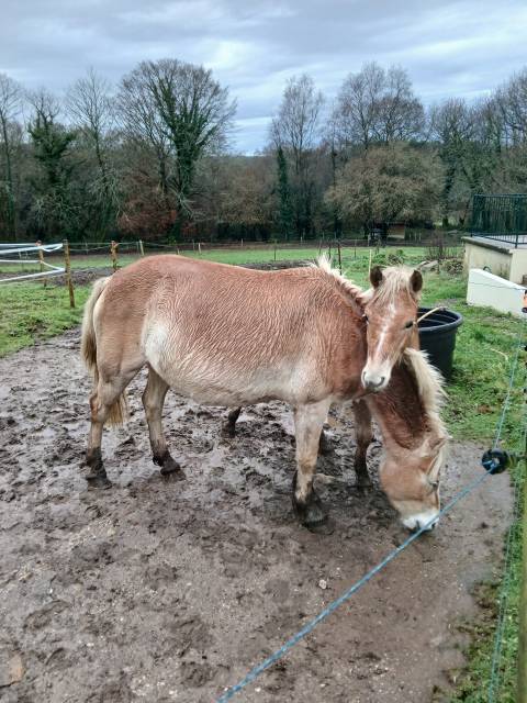 Cavalla Haflinger In vendita 2020 Sauro