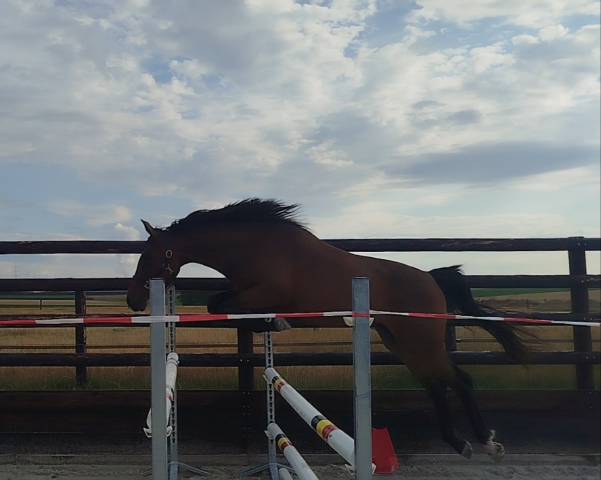 Puledra Zangersheide In vendita 2023 Baio ,  PEGASE VAN'T RUYTERSHOF