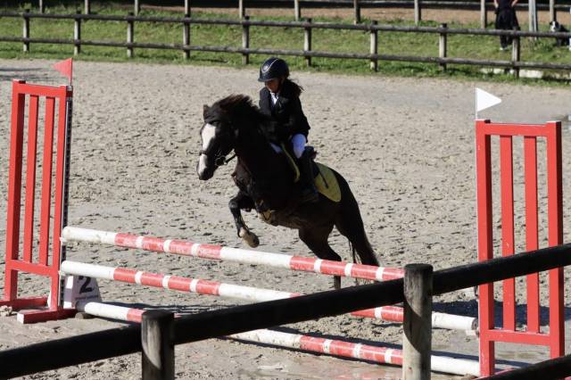 Castrone Welsh Poney (Sezione B) In vendita 2020 Baio scuro ,  FLASH