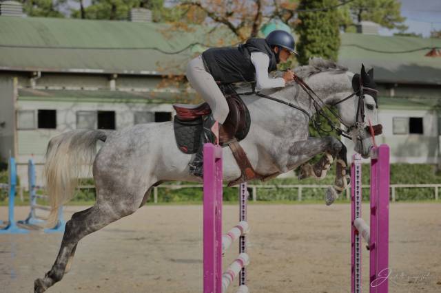 Castrone BWP Cavallo da Sangue Belgio In vendita 2018 Grigio