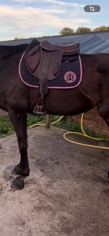 Sella da salto ostacoli Forestier  17.5" - 2025