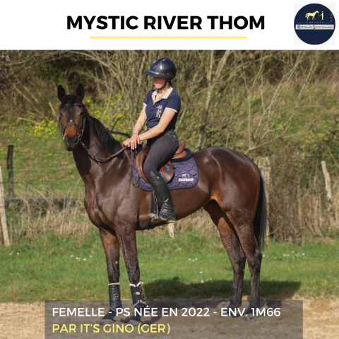 Cavalla Purosangue In vendita 2022 Baio