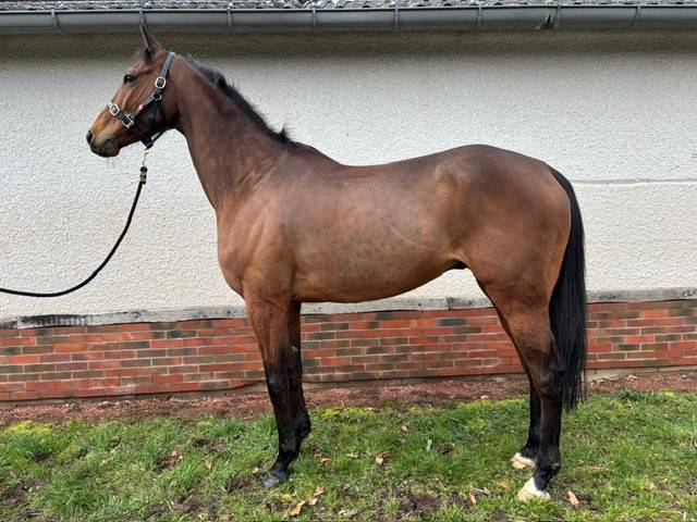 Castrone Purosangue In vendita 2016 Baio