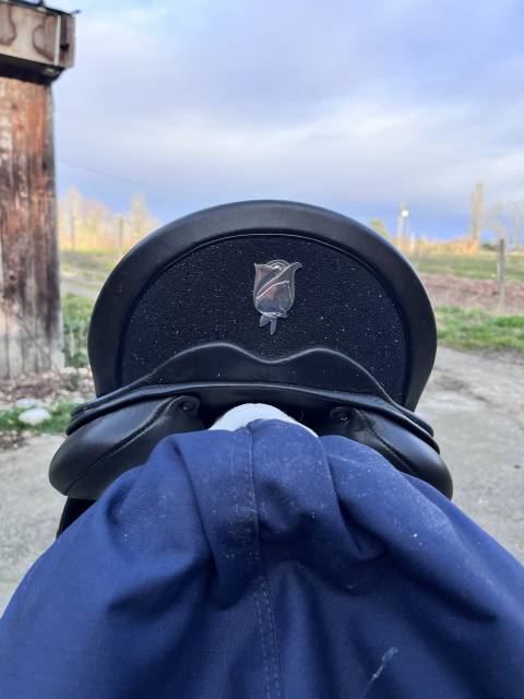 Sella da dressage  Schleese  17.5" - 2023