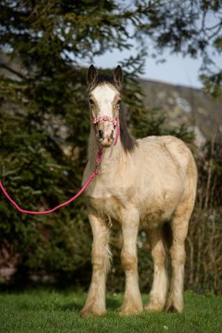 Puledra Gypsy Cob In vendita 2025 Isabella