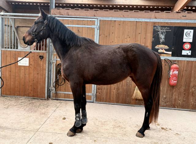 Cavalla Sella Francese In vendita 2023 Baio scuro ,  up to you