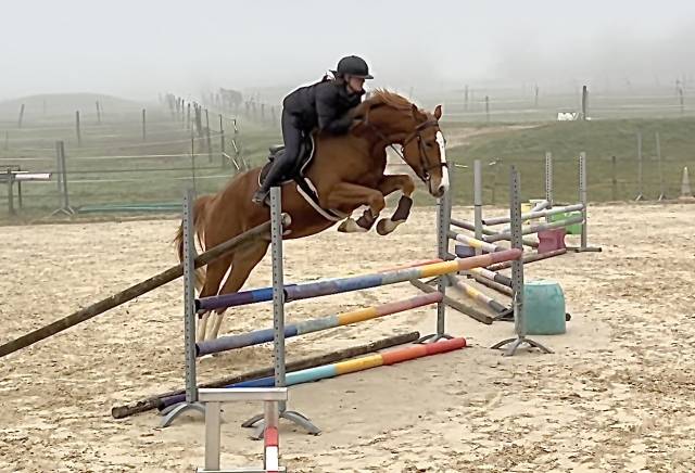 Castrone Sella Francese In vendita 2022 Sauro ,  Andiamo semilly