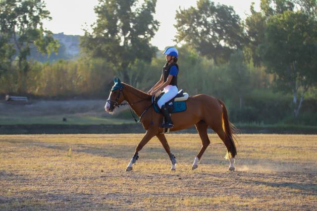 PONY ITALIANA 9 ANNI