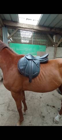 Sella mista Ikonic Light mixte comfort  17" - 2022