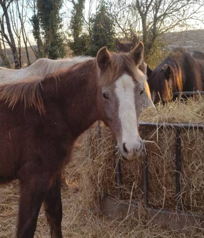 Puledro PFS Pony Francese da Sella In vendita 2025 Grigio ,  PAWNEE