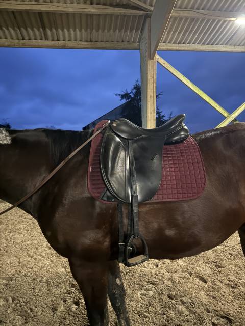 Sella da dressage Fairfax  17.5" - 2017