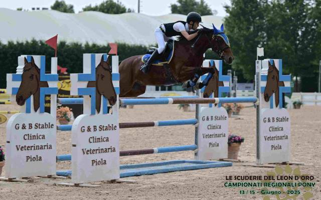 Pony Castrone  Francese Baio 10 anni Esperto