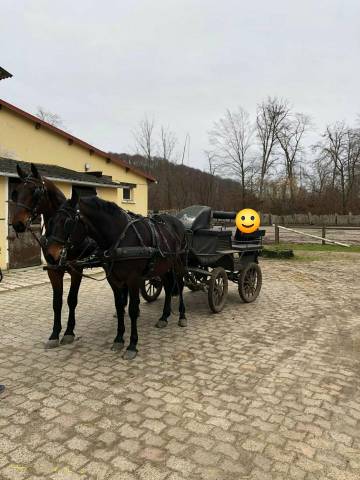 Castrone Nonius In vendita 2021 Baio scuro