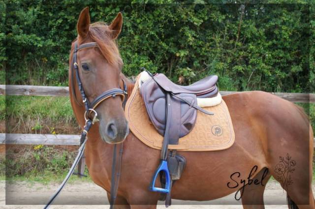 Cavalla Purosangue Inglese In vendita 2021 Sauro ,  Nom de d'la