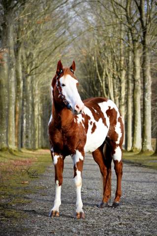 Stallone Paint Horse In vendita 2021 Overo