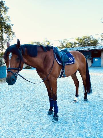 Sella da salto ostacoli Forestier  17.5" - 2024