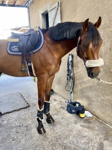 Sella da salto ostacoli Forestier  17.5" - 2024