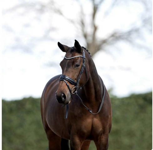 Testiera/Bridle full nera Anky con redini