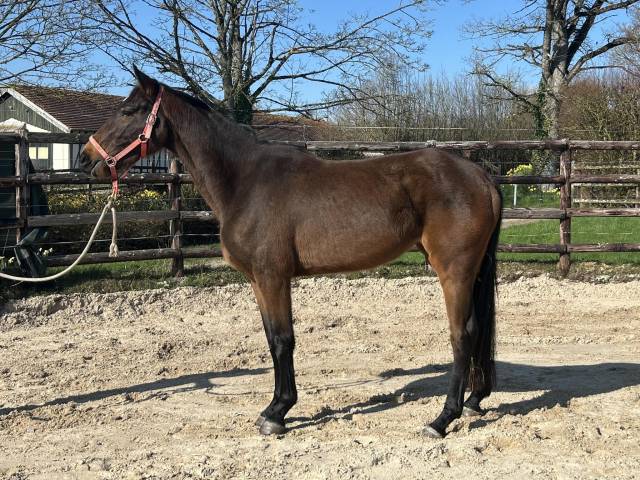 Cavalla Zangersheide In vendita 2022 Baio ,  CANTURO