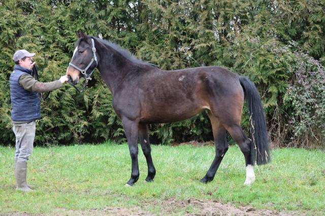 Cavalla Origine non conosciuta  In vendita 2022 Baio ,  CRAZY COOL DU GAZON Z