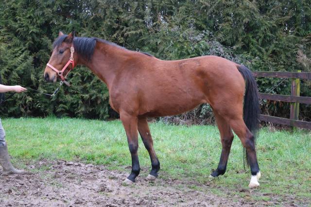 Cavalla Zangersheide In vendita 2022 Baio ,  CONTINUU%